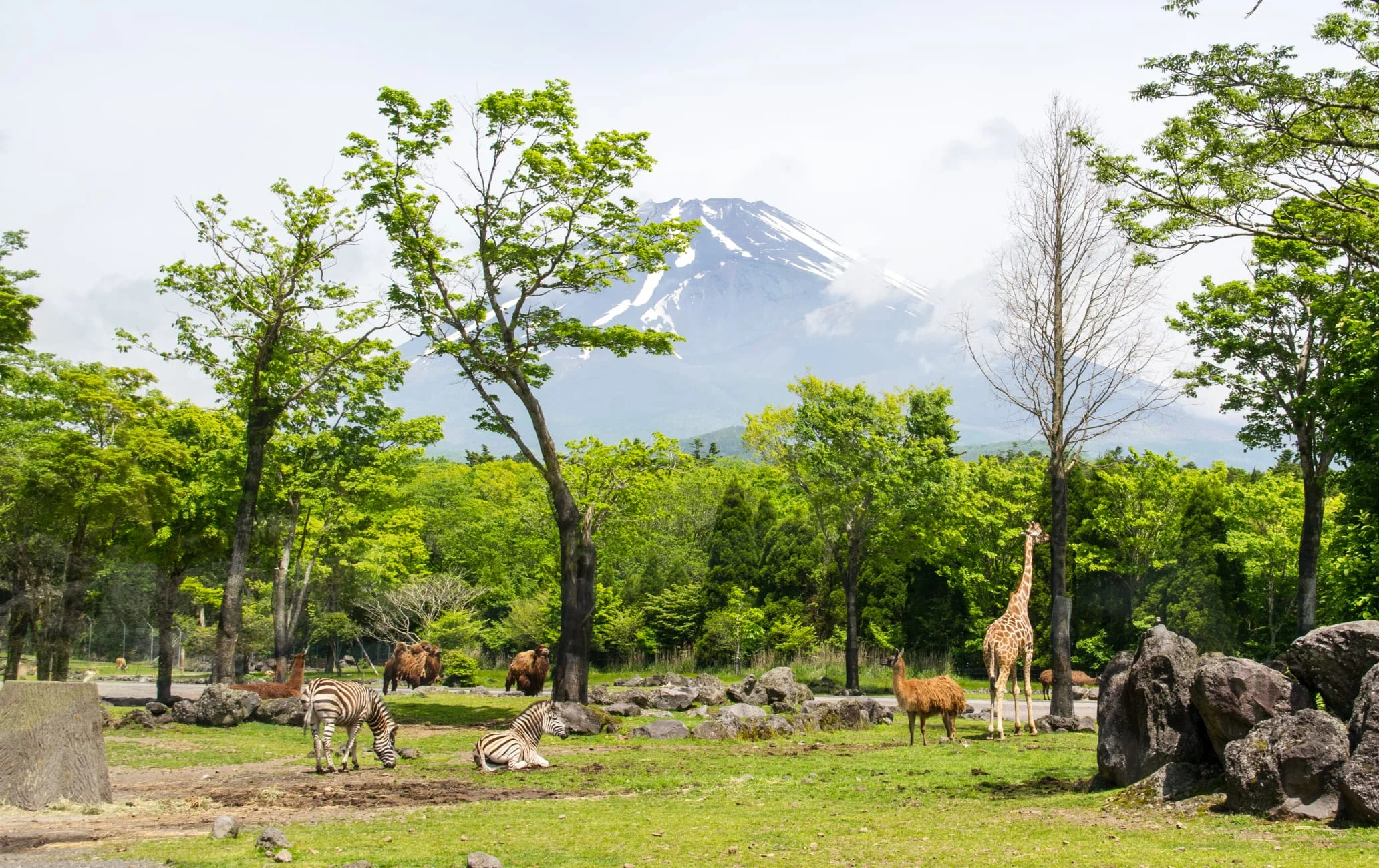猛獸互動體驗富士野生動物園叢林巴士