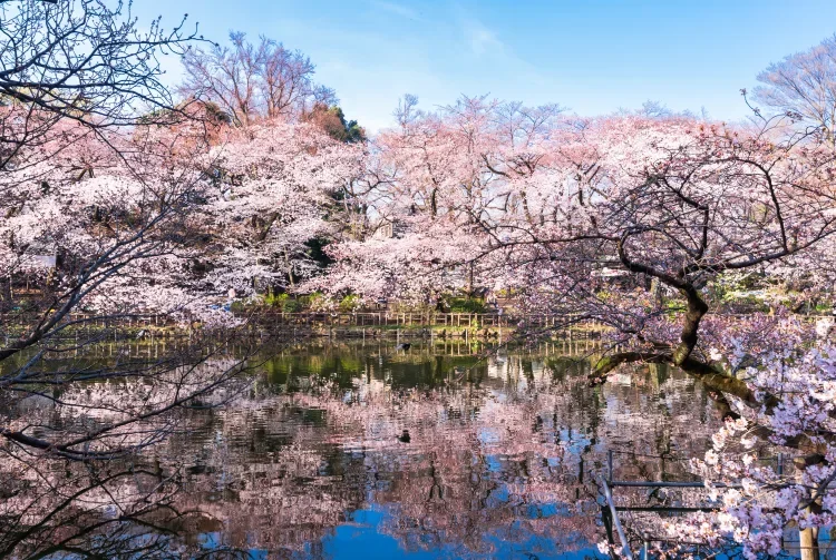 尾道千光寺公園