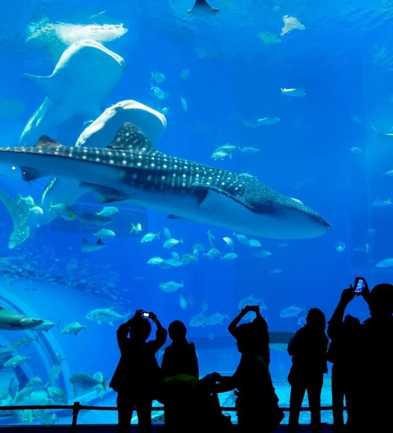 沖繩 ・ 蔚藍休日