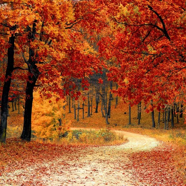 Yamanami Highway山之道公路